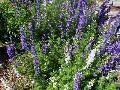 Larkspur / Delphinium consolida